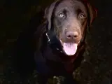 Labrador retriever 