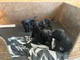 Labrador F1 hvalpe - 3