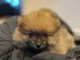 Pomeranian hvalpe - 4