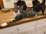 Dejlige kattekillinger søger gode hjem