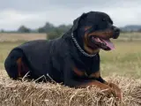 Rottweiler tilbydes til parring  - 2