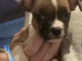 Staffordshire Bull terrier hvalp