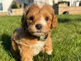 Maltipoo vi venter ❤️🐾 - 3