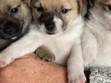 Pomeranian/jack russel terrier, hvalpe, 6 uger