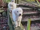 Labradoodle  hvalpe 1 tæve og hanner - 3