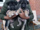 Siberian Husky/Alaskan Malamute/Schæfer hvalpe  - 4