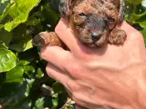 De lækreste Maltipoo hvalpe - 3
