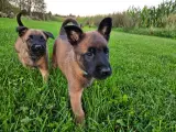 Belgisk Malinois hvalpe til salg  - 5