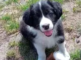 Border Collie Hvalpe - 5