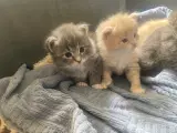 Maincoon/Ragdoll/BS - 4