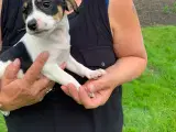 Dansk/Svensk gårdehunde hvalpe  - 5