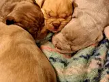 ABKC American Bullys 