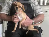  Cavalier/ franskbulldog. På 51261181.  - 3