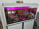 Akvariom med fiske
