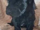 Cavapoo/Bichon havaniser hvalp  - 4