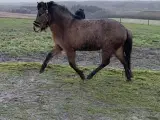 Smuk islænderhoppe