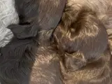 Hava-poo hvalpe  - 2