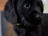 Ceckerspaniel og Labrador (Amerikansk cockerdor) - 4