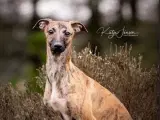 Italiensk mynd/ whippet  - 5
