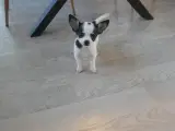 Små superskønne chihuahua hvalpe  - 4