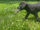 Hundehvalp(Schæfer/Cane Corso)
