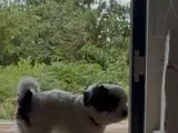 Bichon Havanais hundehvalpe  - 2