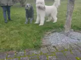 Labradoodle hvalpe  - 2