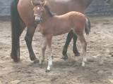 Pony