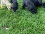 Labrador hvalpe med stamtavle - 3
