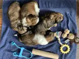 Shih Tzu han sælges - 5