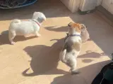 Shih Tzu/Chihuahua blandings hvalpe - 2