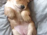Hundehvalp, 1 stk. tæve. Klar til efterårsferien:) - 2