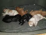 spaniel cocker
