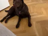 Brune labrador hvalpe  - 3