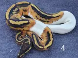 Pied kongepythons og lidt mere, nye priser - 4