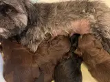 Shih tzu/bichon havanais