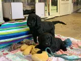 Golden doodle F1B babyer  - 4