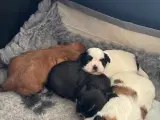 Shih Tzu hvalpe sælges - 5
