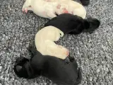 Labrador hvalpe med stamtavle  - 4