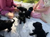 Mini Goldendoodle hvalpe - 2