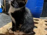 Søde kattekillinger 
