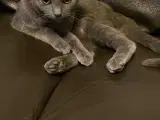 Kat og kræsetræ katte seng og katte bakke og katte
