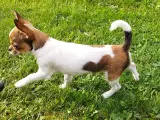 Chihuahua tæve hvalp 