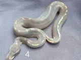 Kongepython morfer 2025 - 4
