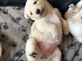 Golden retriever hvalpe - 4