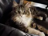 Maine coon hunkat fra 20/02-22