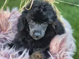 Toypudel - 3