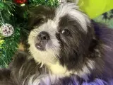 Rejseklar Shih tzu-mor/ Coton de Tulear-far - 2