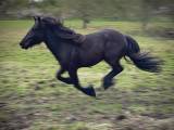 Fell pony 