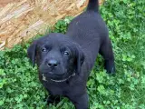 Labrador Retriver på - 3